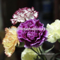 Top Quality Carnation Seeds Carn seeds for growing